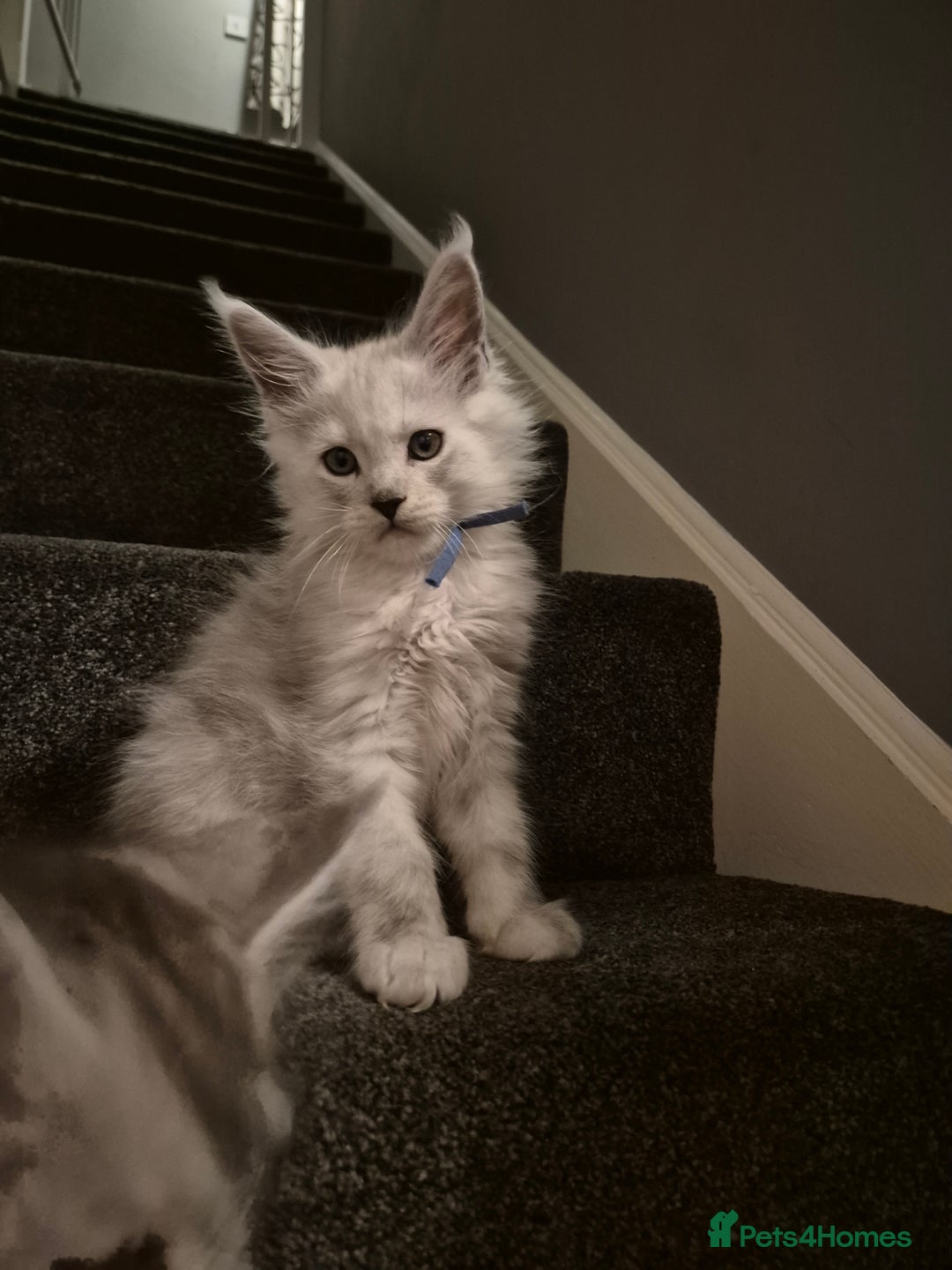 Maine Coon cats for sale: Maine Coon kittens - Advert 5