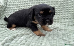 Mixed Breed dogs for sale: French Bulldog x Springer Spaniel pups ready 15Oct - Image 11