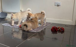 Pomsky dogs for sale: Fully vaccinated, 3 F4 Pomskies. Well socialised. - Image 28
