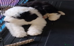 Old English Sheepdog dogs for sale: OLD ENGLISH SHEEPDOG PUPPIES BORN 24 MARCH KC REG - Image 4