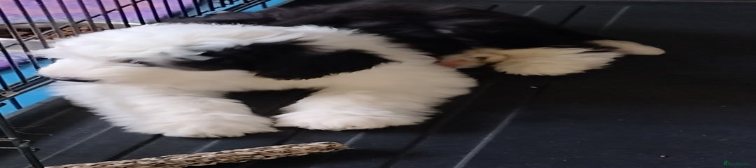 Old English Sheepdog Puppy 2