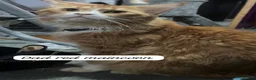 Maine Coon cats for sale: Beautiful male maincoon/forest cat kittens  - Advert 18