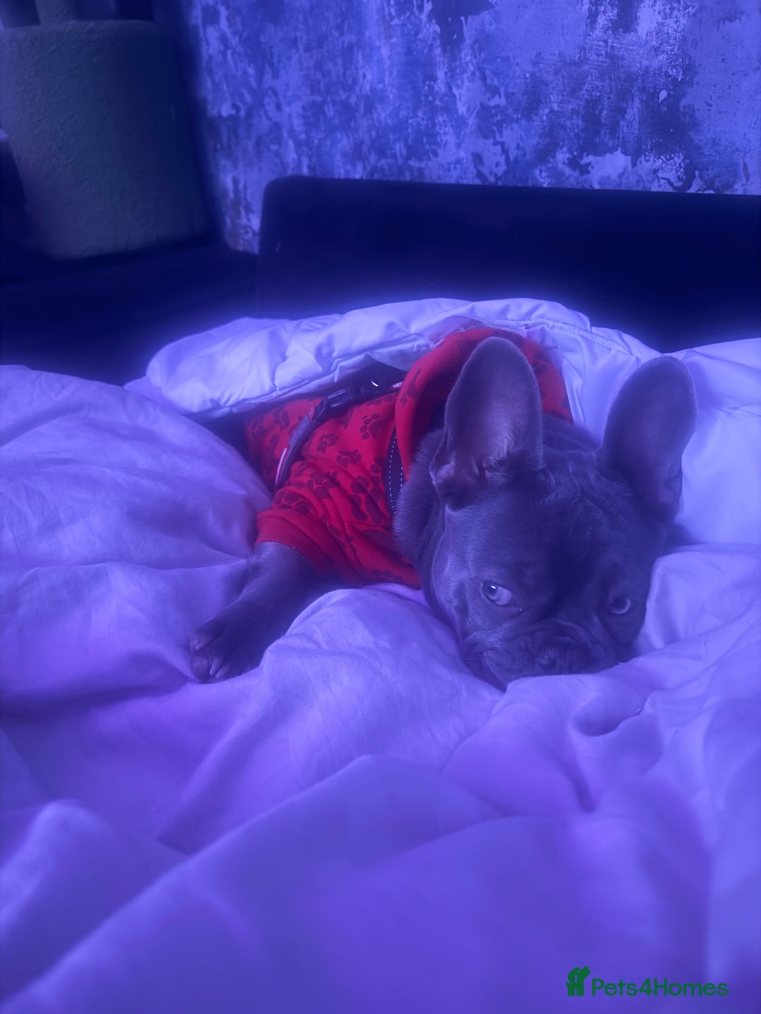 French Bulldog dogs for sale: Silver/Lilac French Bulldog Boy.  - Advert 4