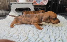 Miniature Dachshund dogs for sale: ✨5star✨ True miniatures, Licenced breeder, KC reg - Image 12