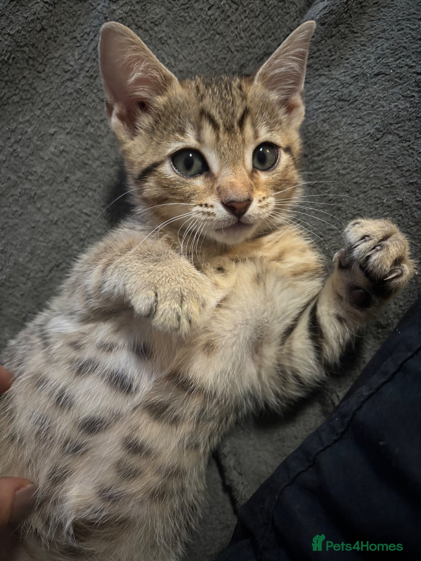 Bengal cats Bengal 75% maincoon 25% male  - Advert 2