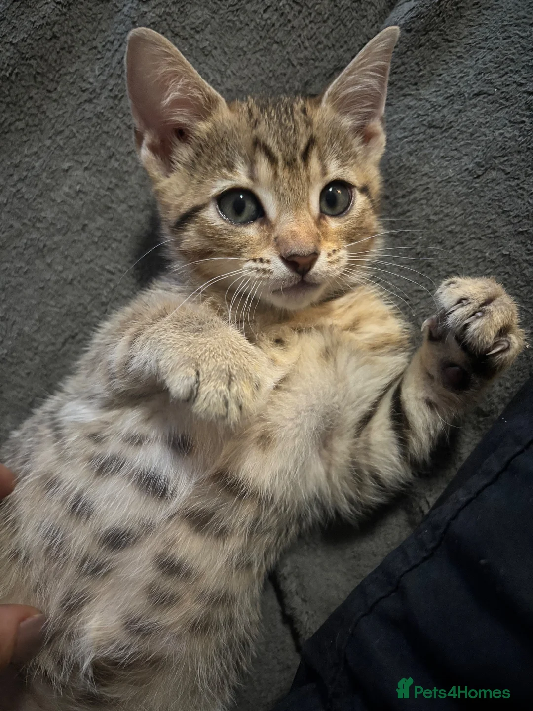 Bengal cats for sale: Bengal 75% maincoon 25% male  - Advert 1
