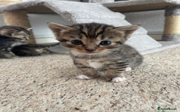 Munchkin cats for sale: Munchkin kittens for sale - Image 5