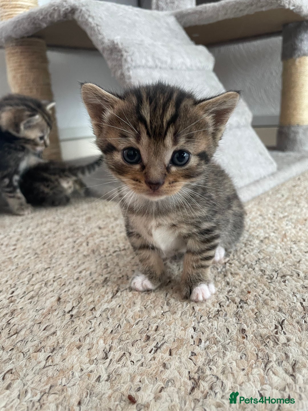 Munchkin cats for sale: Munchkin kittens for sale - Image 5