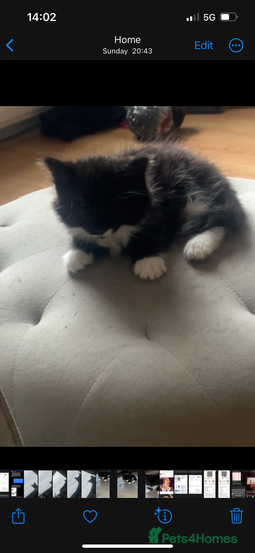 Maine Coon cats for sale: 4 very fluffy kittens - Image 12