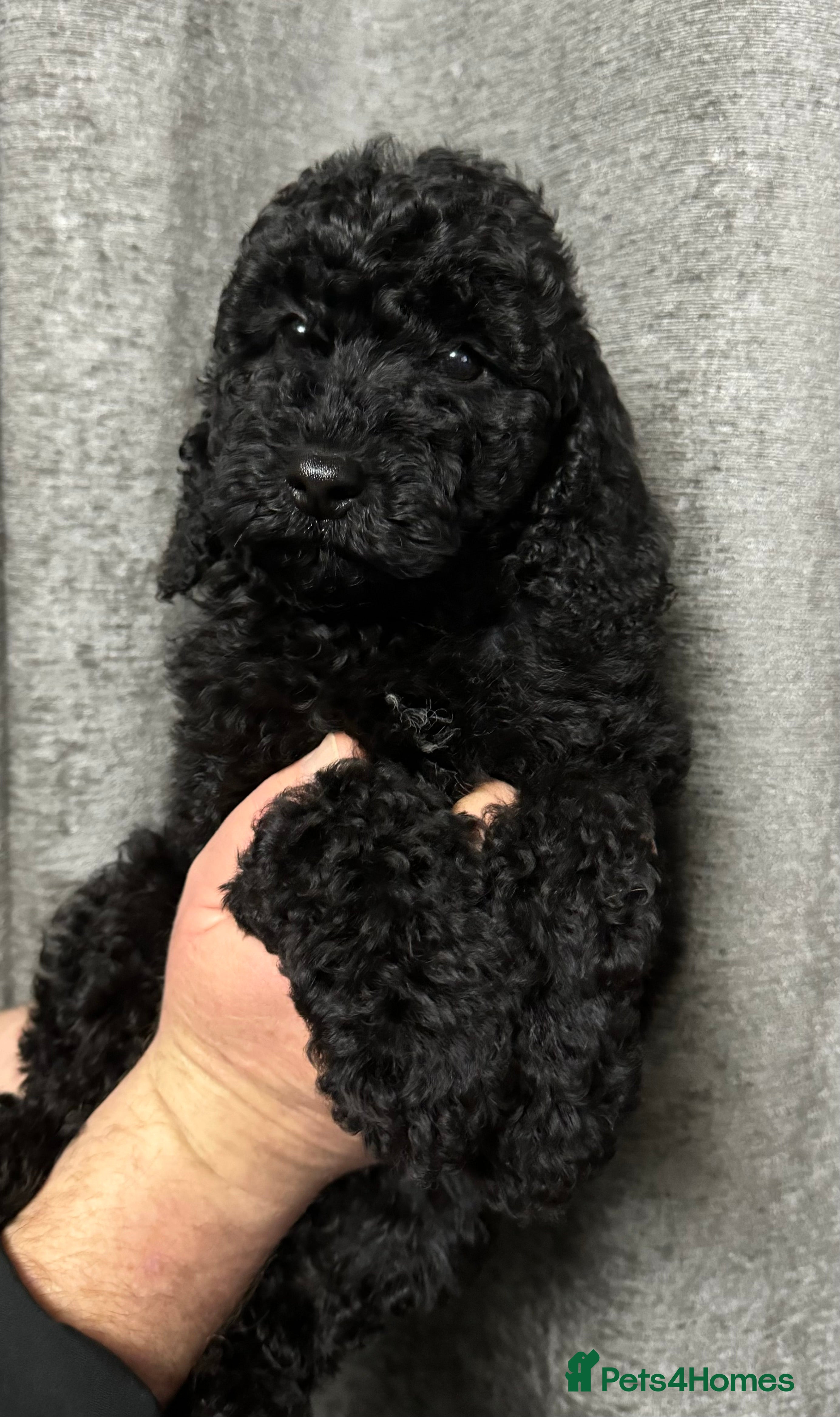Cockapoo dogs Cockapoo puppies ready now full vacs/health tested - Advert 12