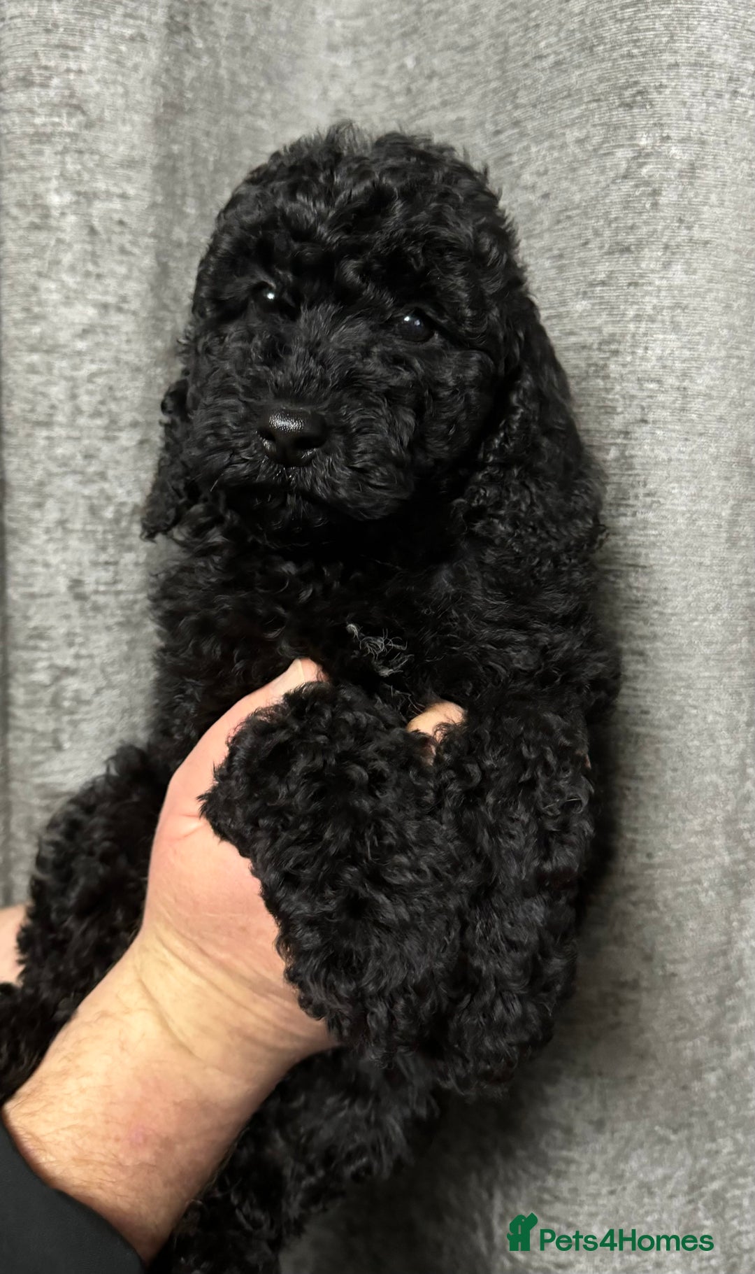 Cockapoo dogs for sale: Cockapoo puppies ready now full vacs/health tested - Advert 1