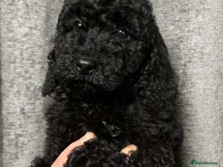 Cockapoo dogs Cockapoo puppies ready now full vacs/health tested - Advert 1