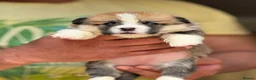 Welsh Corgi Pembroke dogs for sale: Champion Sired Corgi Pembroke puppies available  - Advert 33