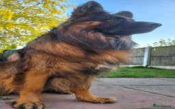 German Shepherd dogs for stud: STUD Mustang german shepherd KC  in Stoke-on-Trent - Image 5