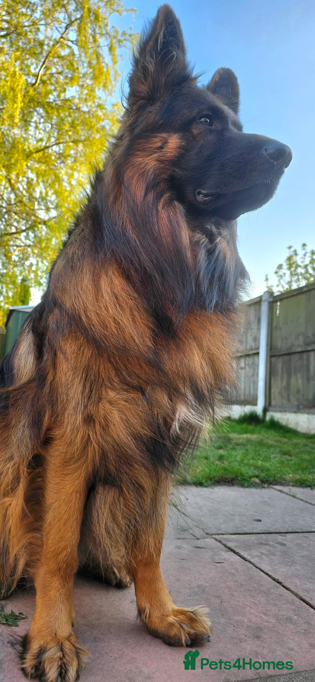 German Shepherd dogs for stud: STUD Mustang german shepherd KC  in Stoke-on-Trent - Advert 5