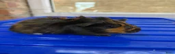 Guinea Pig rodents for sale: Baby guniea pigs ready to be reserved  - Advert 3