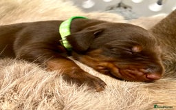 Dobermann dogs for sale: KC REGISTERED HEALTH TESTED DOBERMAN PUPS - Image 26