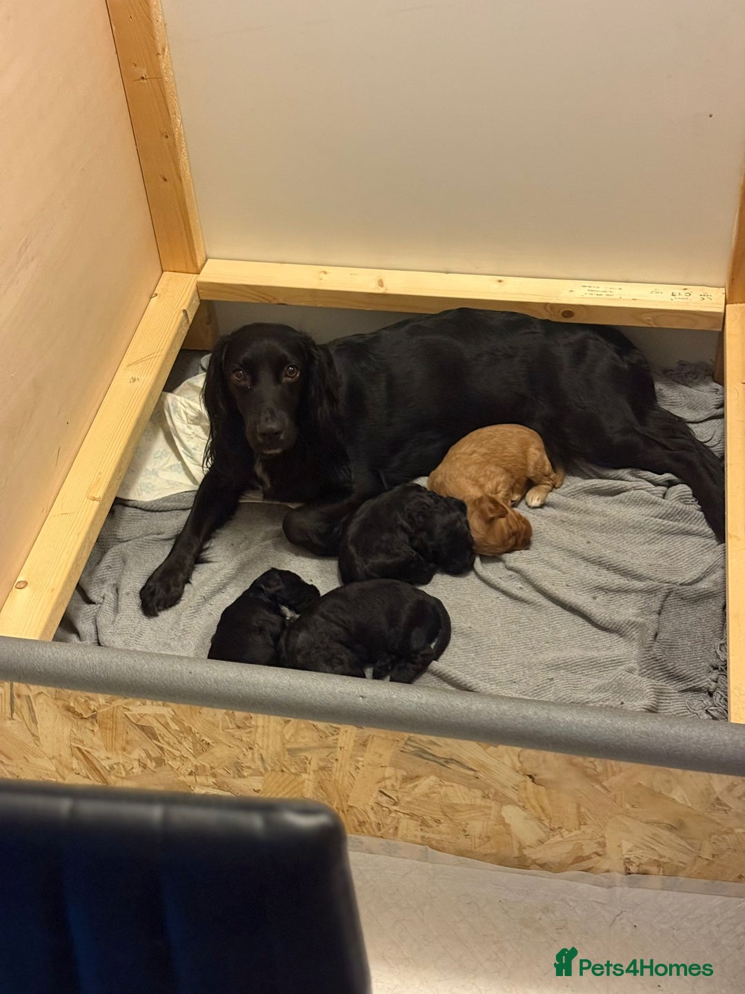 Cockapoo dogs for sale:  Cockapoo Puppies Ready for Their Forever Homes! - Advert 10