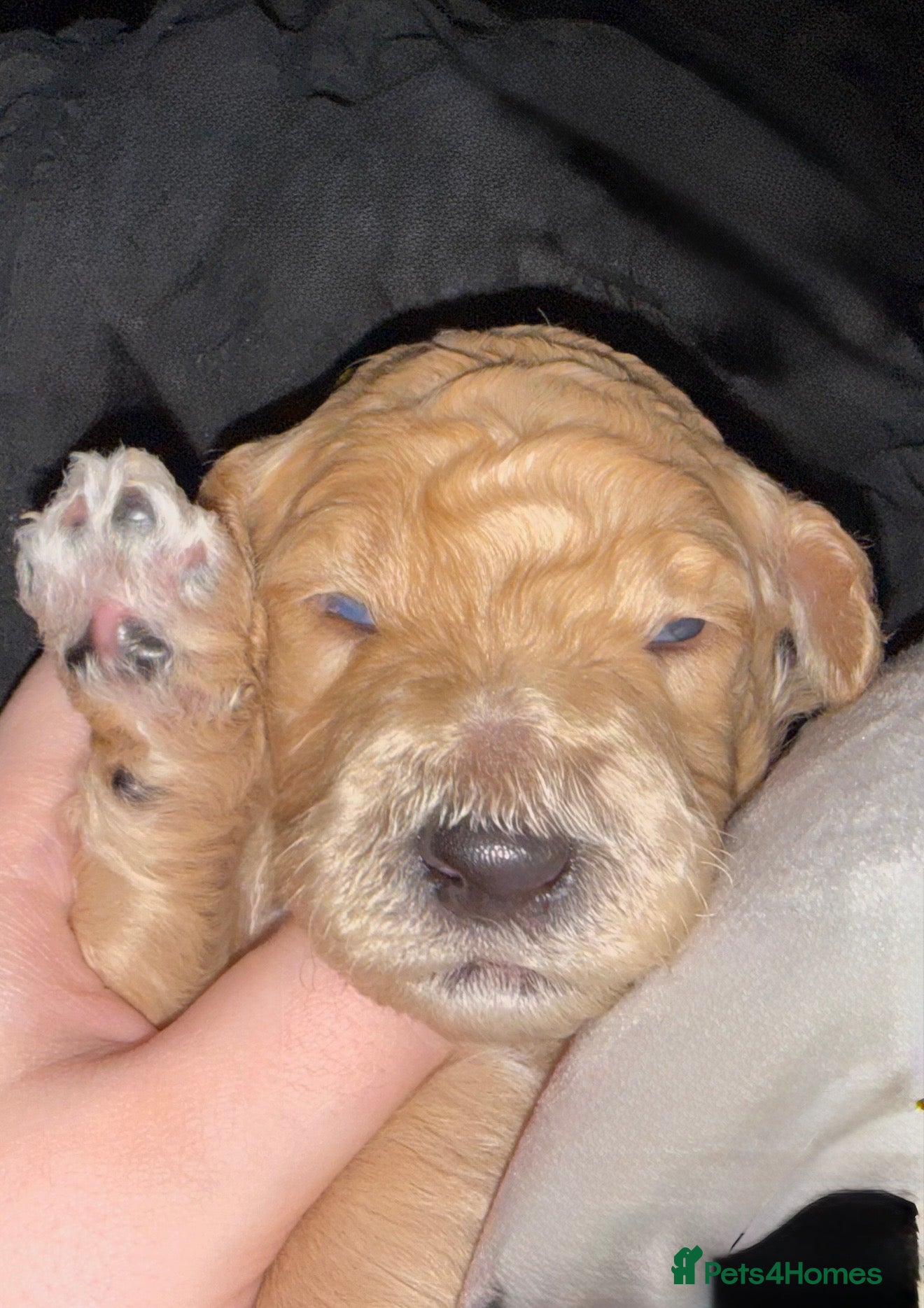 Standard Poodle dogs exceptional kc standard poodles  - Advert 1