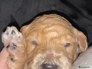 Standard Poodle dogs exceptional kc standard poodles - Advert 8