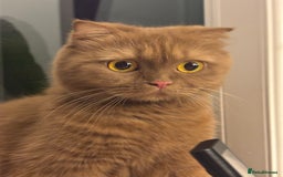 Scottish Fold cats for sale: Stunning Scottish fold and straight kittens - Image 6