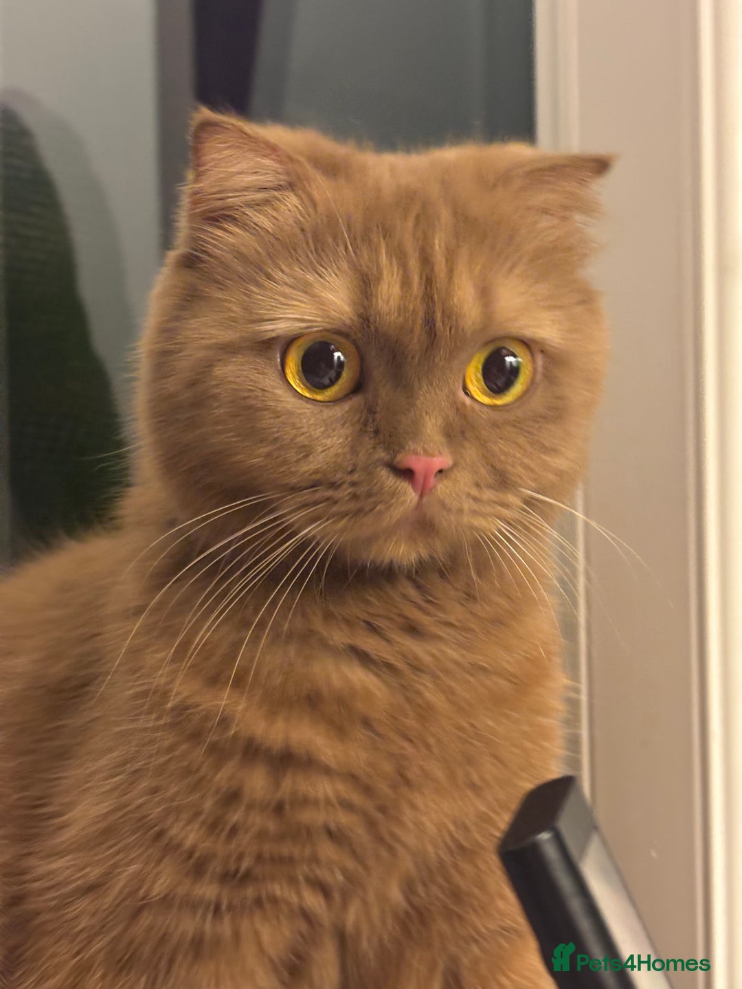 Scottish Fold cats for sale: Stunning Scottish fold and straight kittens - Image 6