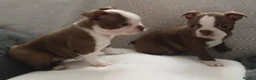 Boston Terrier dogs for sale: £1600 KC reg Boston terrier pups - Advert 11