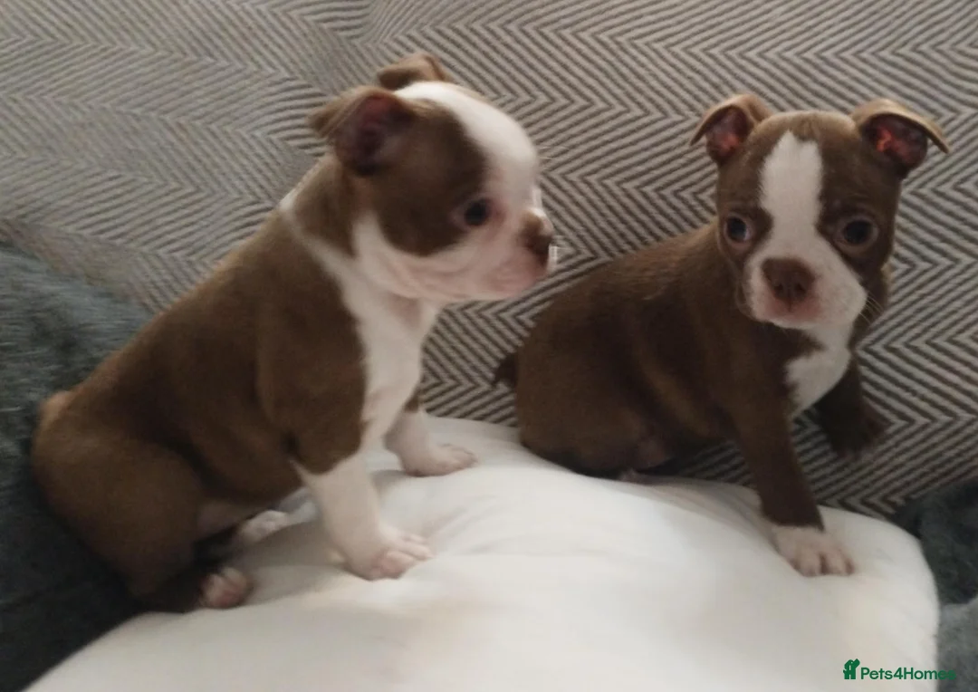 Boston Terrier dogs for sale: £1600 KC reg Boston terrier pups - Advert 11