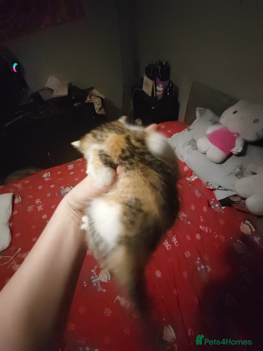 Mixed Breed cats for sale: Beautiful fluffy kittens  - Advert 13