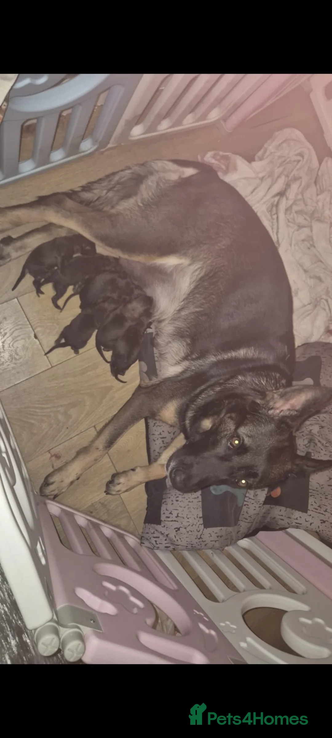 Mixed Breed dogs for sale: Dutch shepard x mali - Advert 2