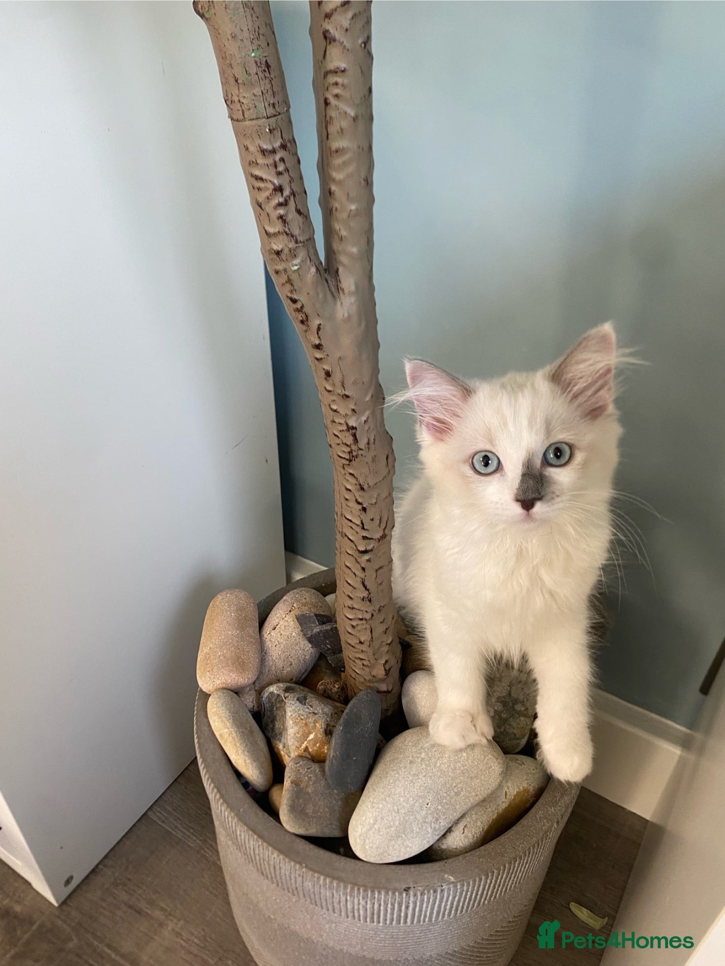 Ragdoll cats TICA REGISTERED PUREBRED RAGDOLL KITTENS AVAILABLE - Advert 16