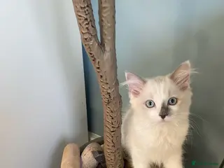 Ragdoll cats TICA REGISTERED PUREBRED RAGDOLL KITTENS AVAILABLE - Advert 1