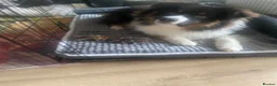 Australian Shepherd dogs for sale: Aussie Shepherd male. Intact   in Bedford - Advert 2