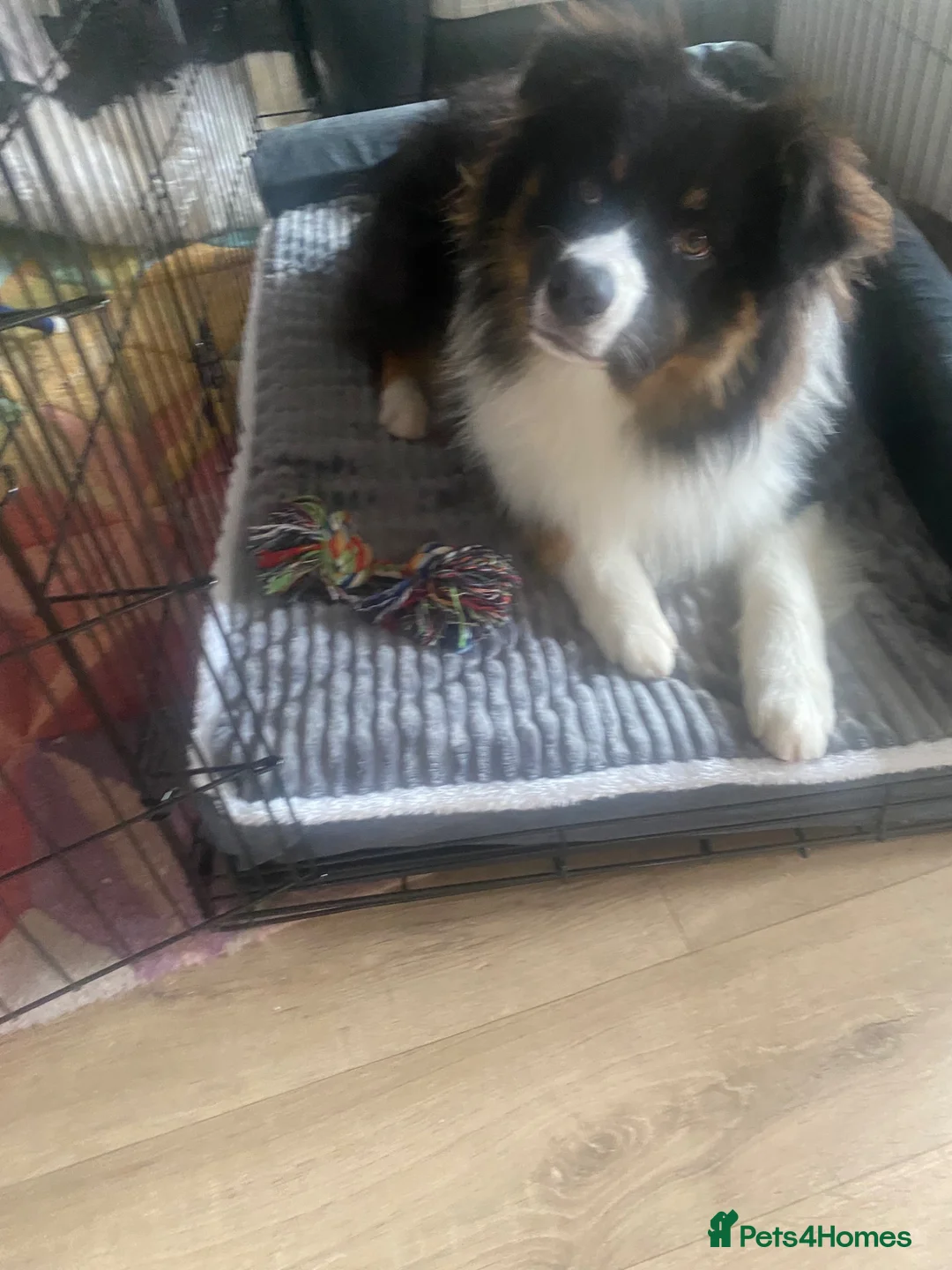 Australian Shepherd dogs for sale: Aussie Shepherd male. Intact   in Bedford - Advert 2