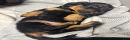 Miniature Dachshund dogs for sale: REDUCED KC REG Short Hair Miniature Dachshund Pups - Advert 13