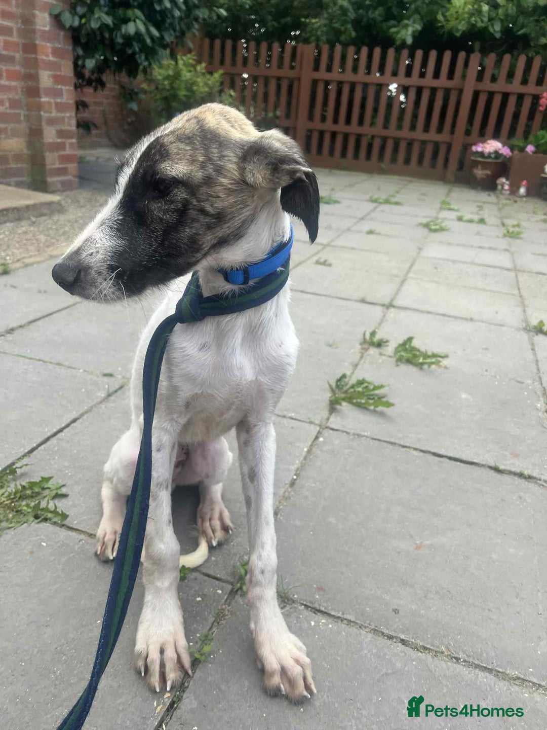 Mixed Breed dogs for adoption: Donut - Norwich Norfolk  - Image 1