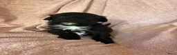 Havanese dogs for sale: Gorgeous litter of Havanese puppies. - Advert 20