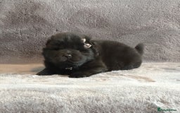 Chow Chow dogs for sale: Exotic colour Pure chow chow puppies for sale  - Image 19