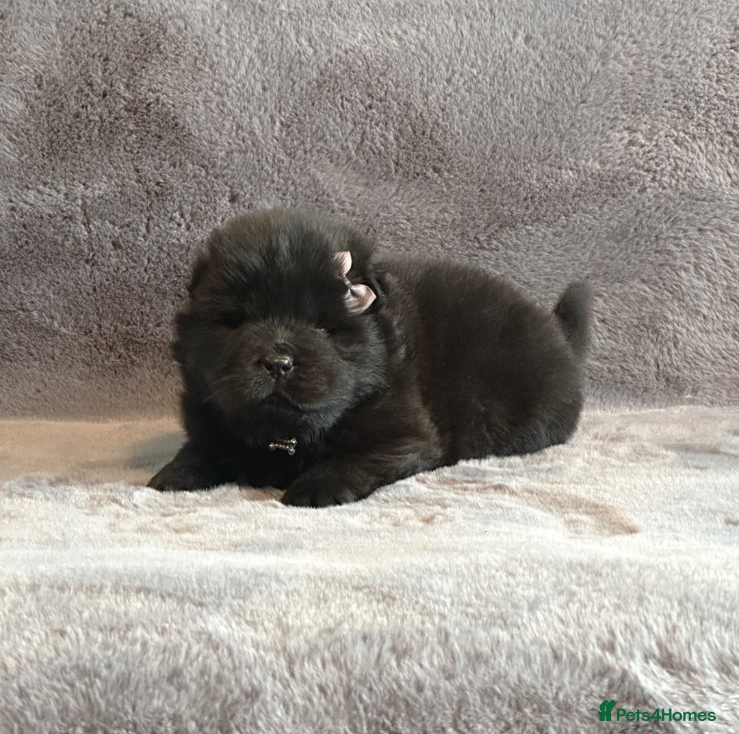 Chow Chow dogs for sale: Exotic colour Pure chow chow puppies for sale  - Image 19