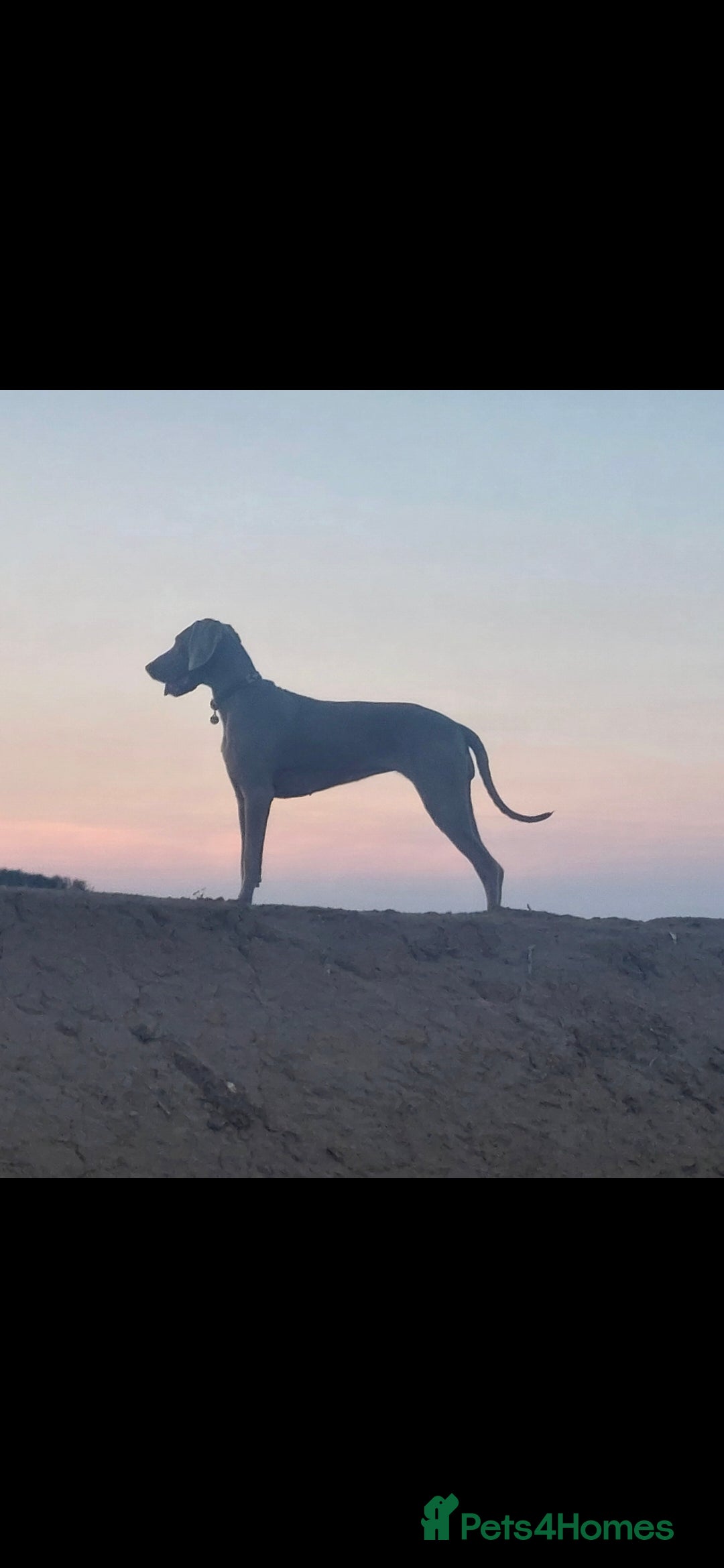 Weimaraner dogs for sale: Weimaraner KC Reg GUNALT CHAMPION BLOODLINE  - Advert 4