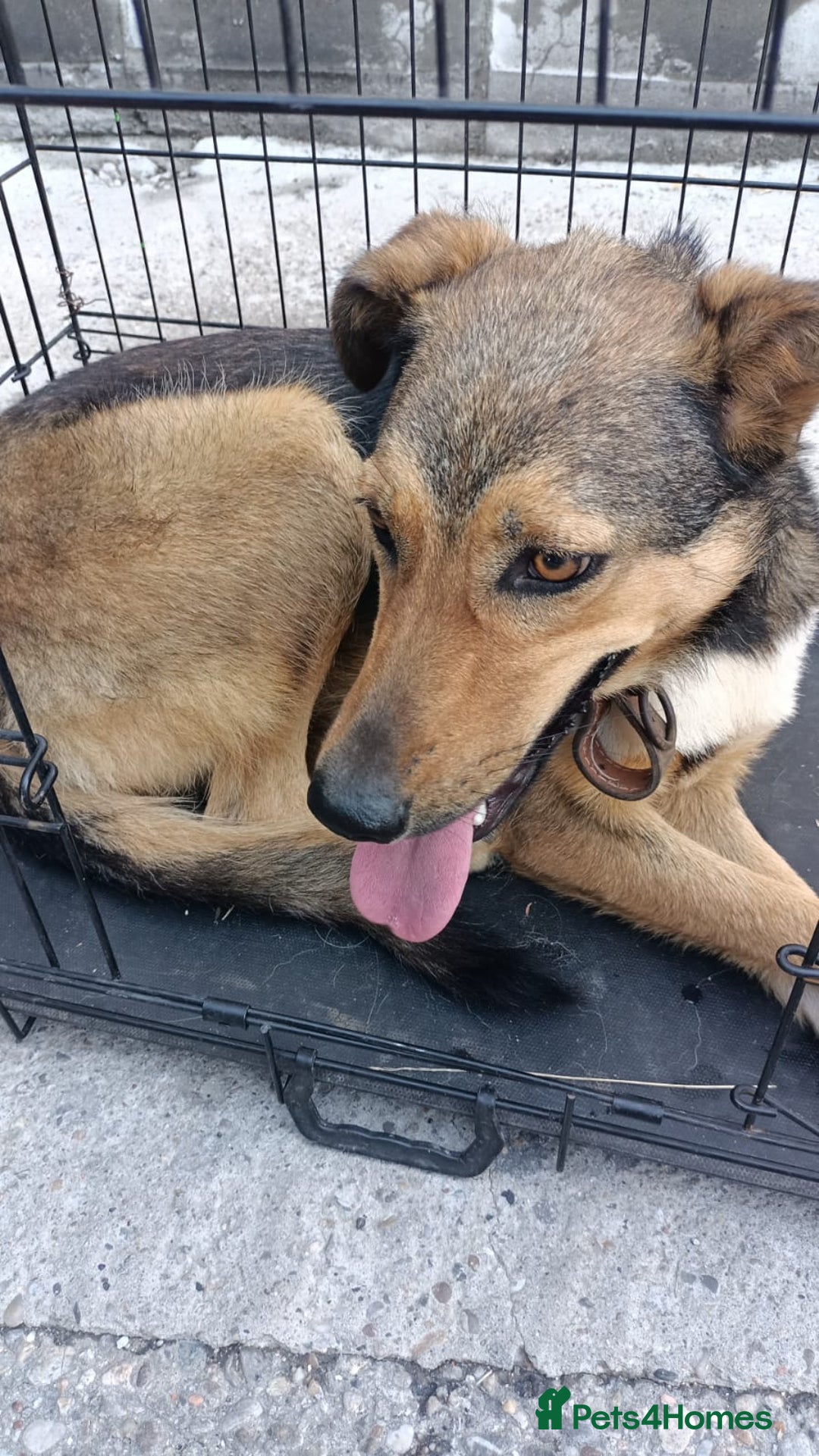 Mixed Breed dogs for adoption: LOLITA, a Superb young Girl - for a Loving HOME - Image 5