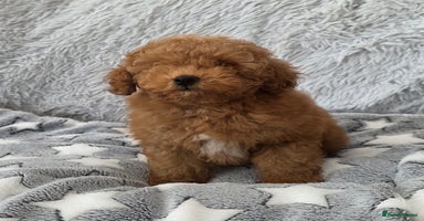 Toy Poodle dogs 💙Small kc registered red toy poodle💙 - Advert 8
