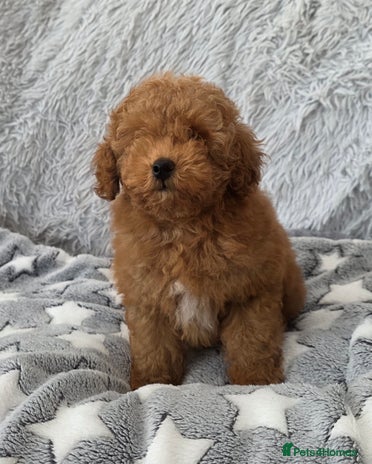 Toy Poodle dogs 💙Small kc registered red toy poodle💙 - Advert 1