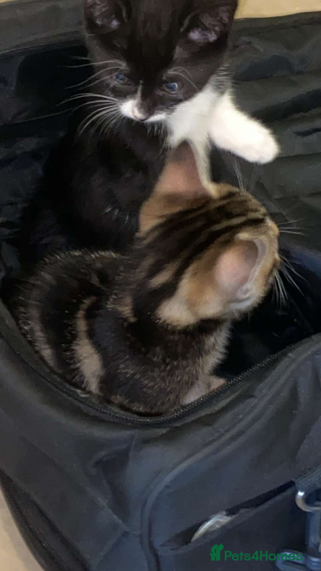 Mixed Breed cats for sale: Beautiful tabby and black and white kittens ready  - Advert 7