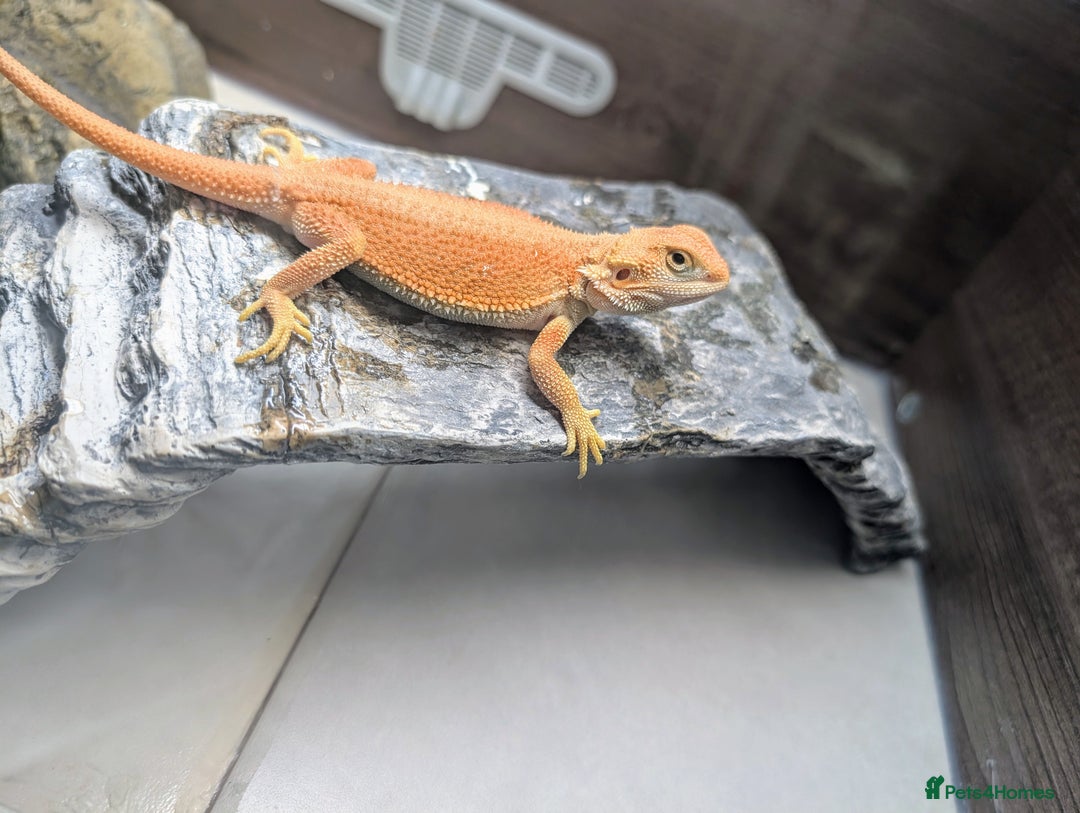 Bearded Dragon reptiles for sale: Witblits Bearded Dragon Babies ready now  - Image 11