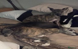Whippet dogs for sale: Whippet pups  - Image 23