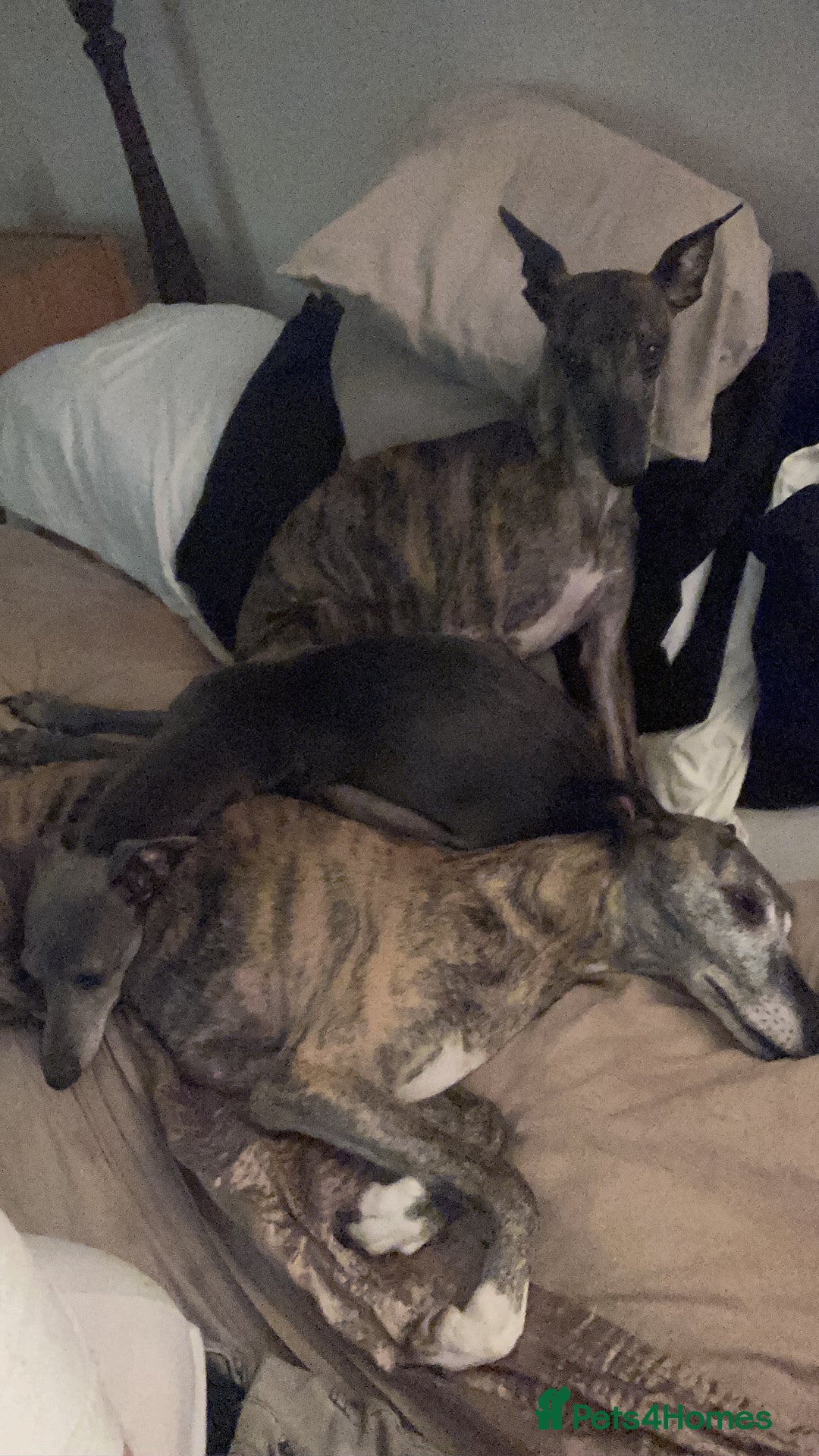Whippet dogs for sale: Whippet pups  - Image 23
