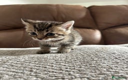 Mixed Breed cats for sale: 6 Beautiful kittens  - Image 17