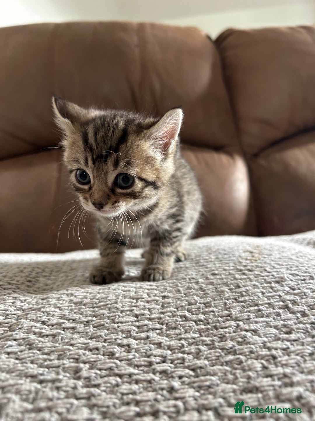 Mixed Breed cats for sale: 6 Beautiful kittens  - Image 17