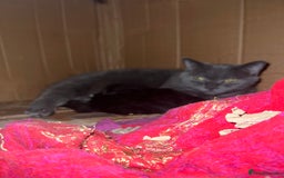 British Shorthair cats for sale: British short hair female 2 years old  - Image 2